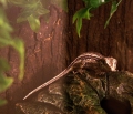 Cirocco, Gargoyle Gecko
