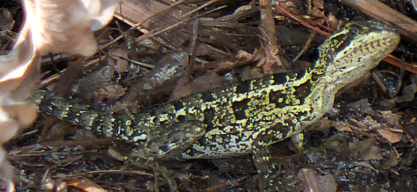 lizard id