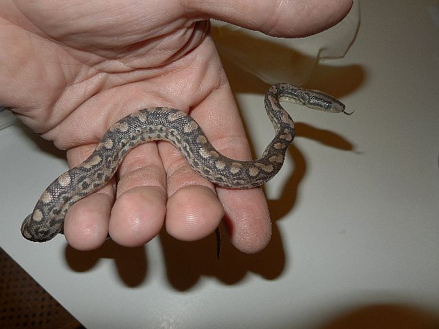 Colombian Rainbow Boa