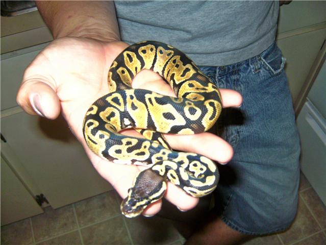 158 Gram Pastel