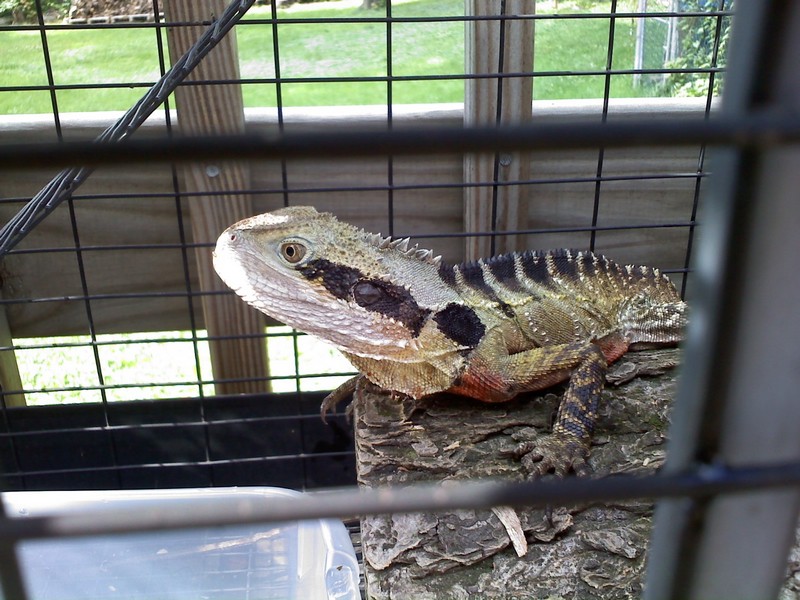 Australian Water Dragon (male Rescue)