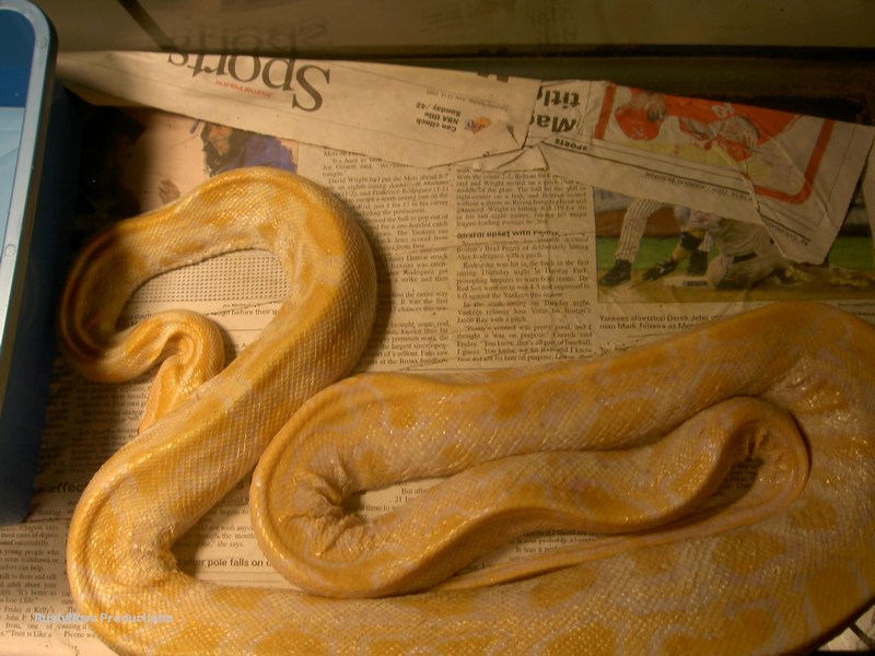 Burmese Python Rescue