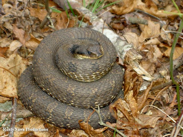 Eastern Hognose