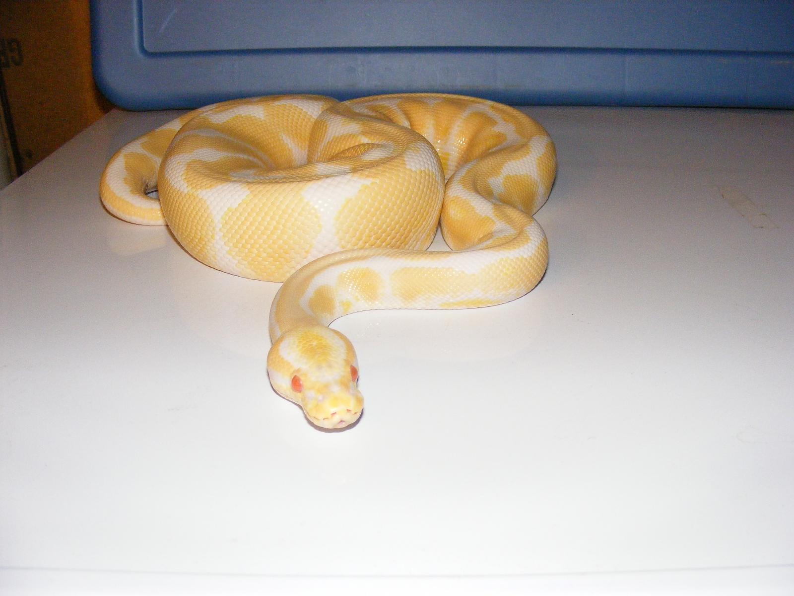 Male Albino 3