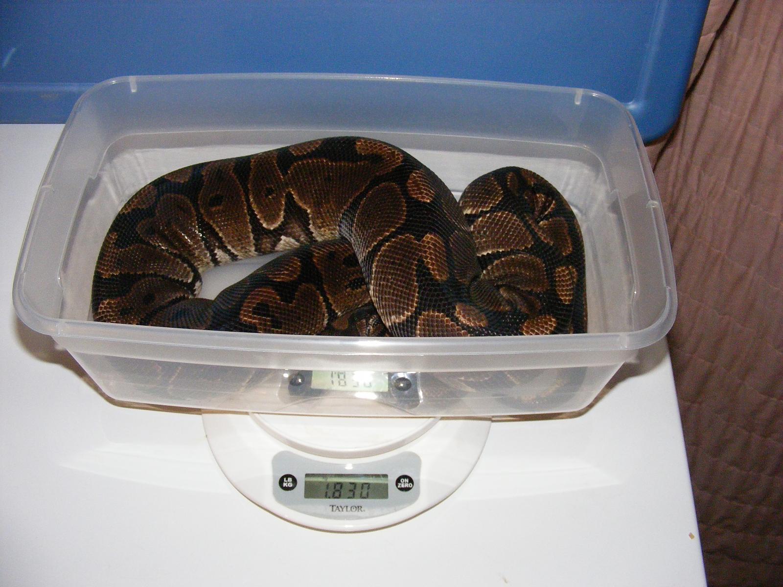 Female Het Albino 1