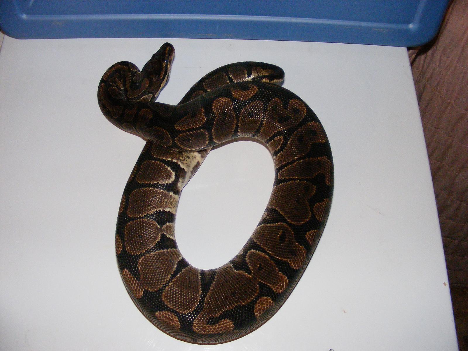 Female Het Albino 2