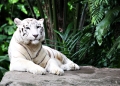 The White Tiger At The Singapore Zoo