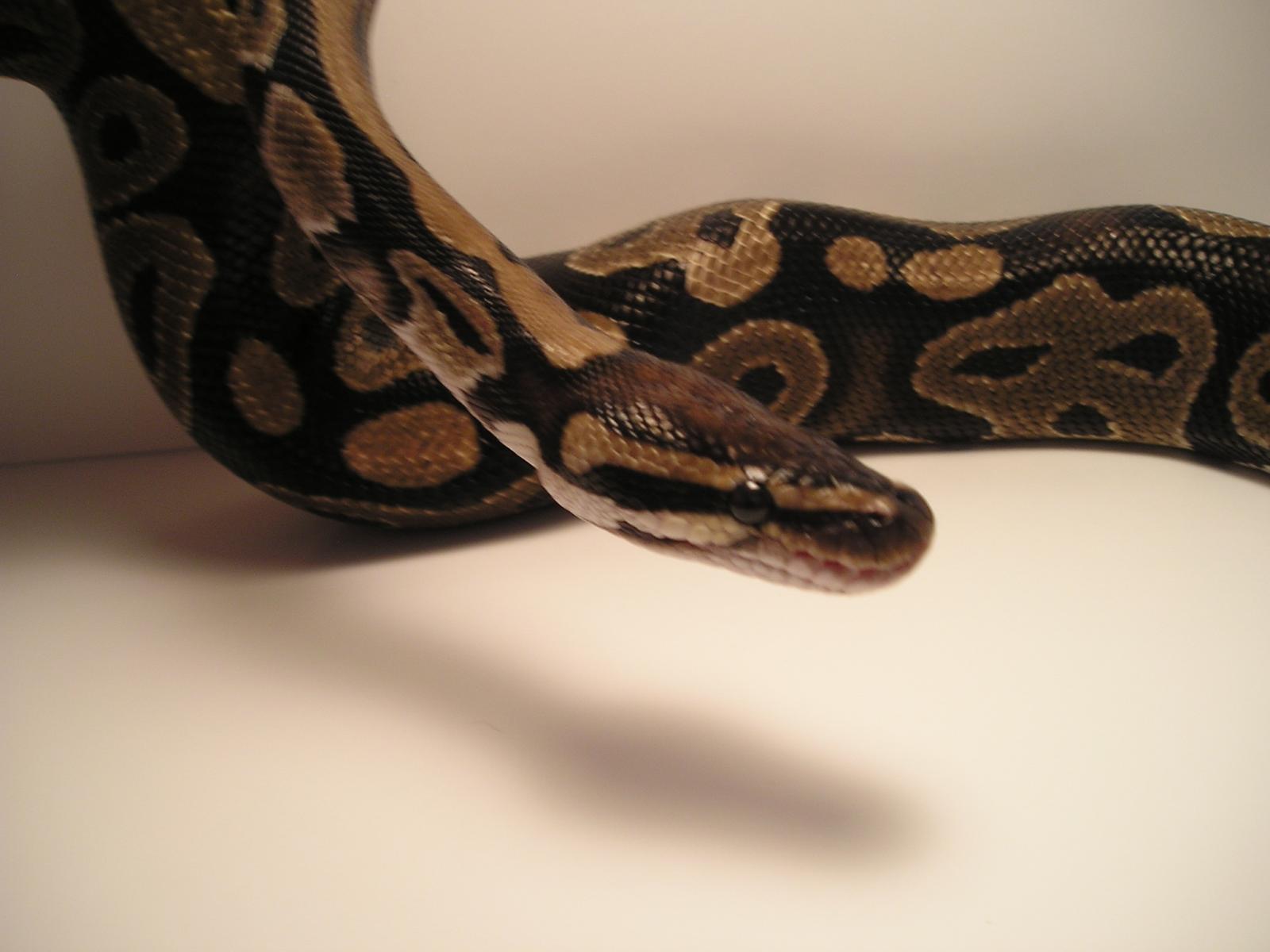 New Female