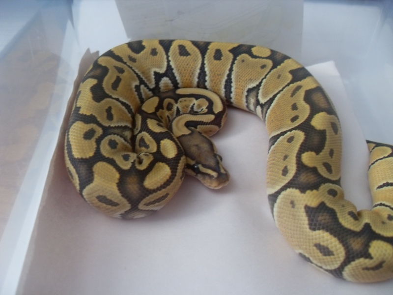 08 hypo female