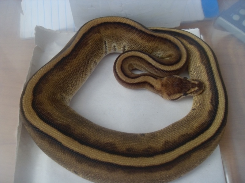 08 gstripe female
