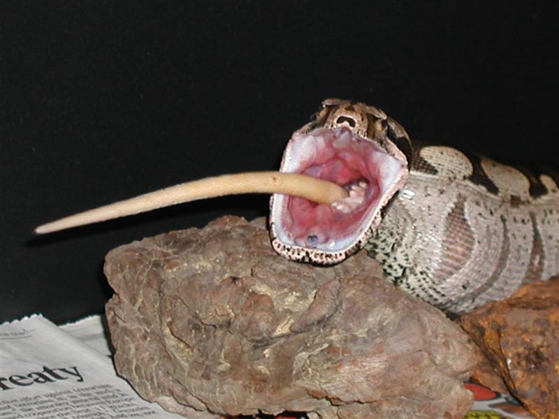 Down the hatch