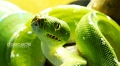 Gtp Aru
