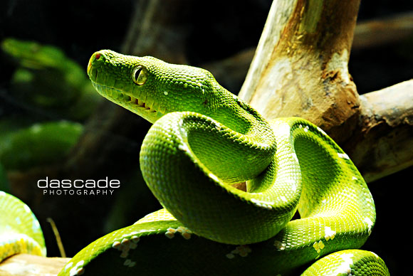 Gtp Aru