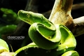 Gtp Aru