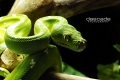 Gtp Aru