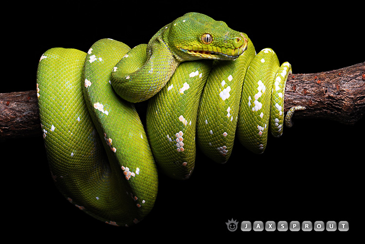 Morelia Viridis Aru Island