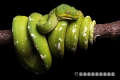 Morelia Viridis Aru Island