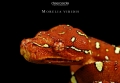 Morelia Viridis Biak