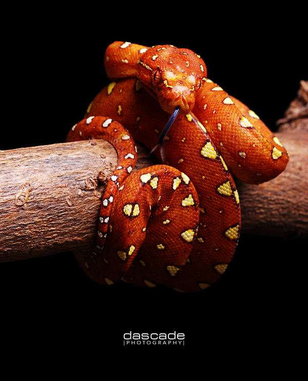 Morelia Viridis Biak