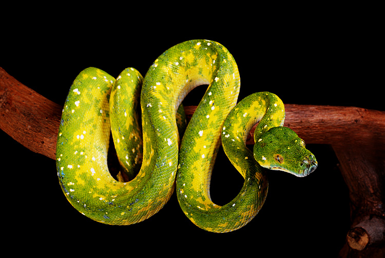 Morelia Viridis Padaido