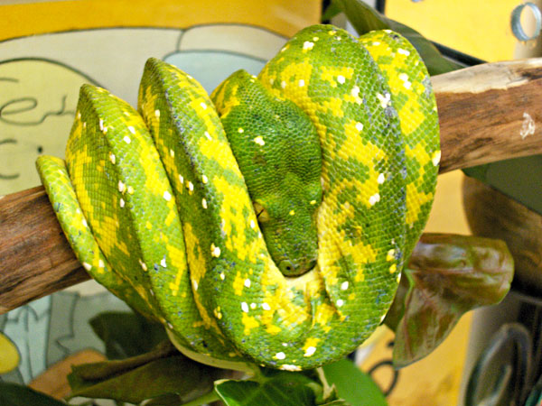 Morelia Viridis Padaido