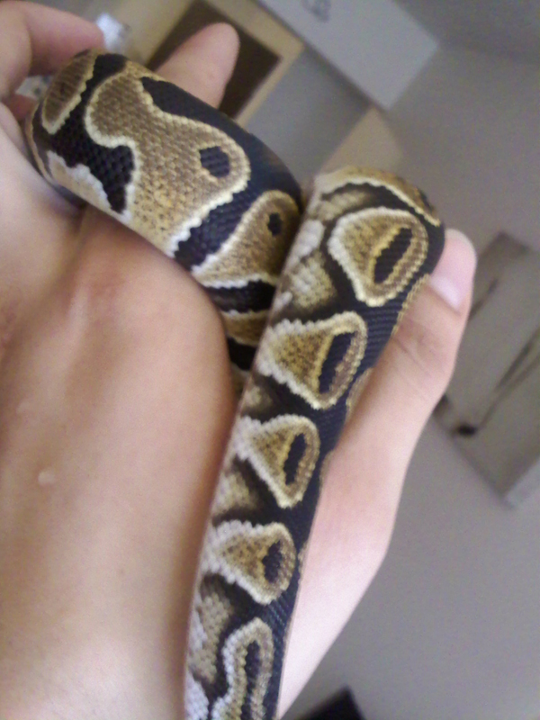 Jake3
