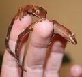 crested gecko babies