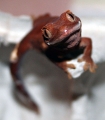 my first crested gecko hatchling