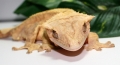 Crested Gecko Close-up