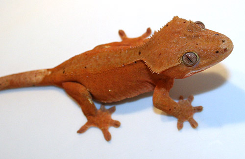 red crested gecko