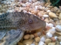 Pleco