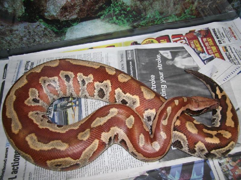 Malaysian Blood python