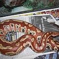 Malaysian Blood python