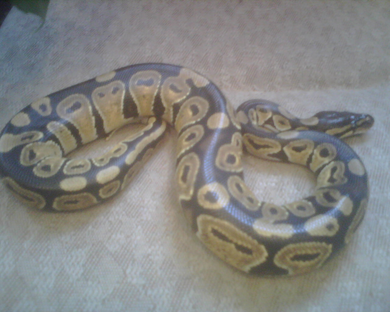Savannah