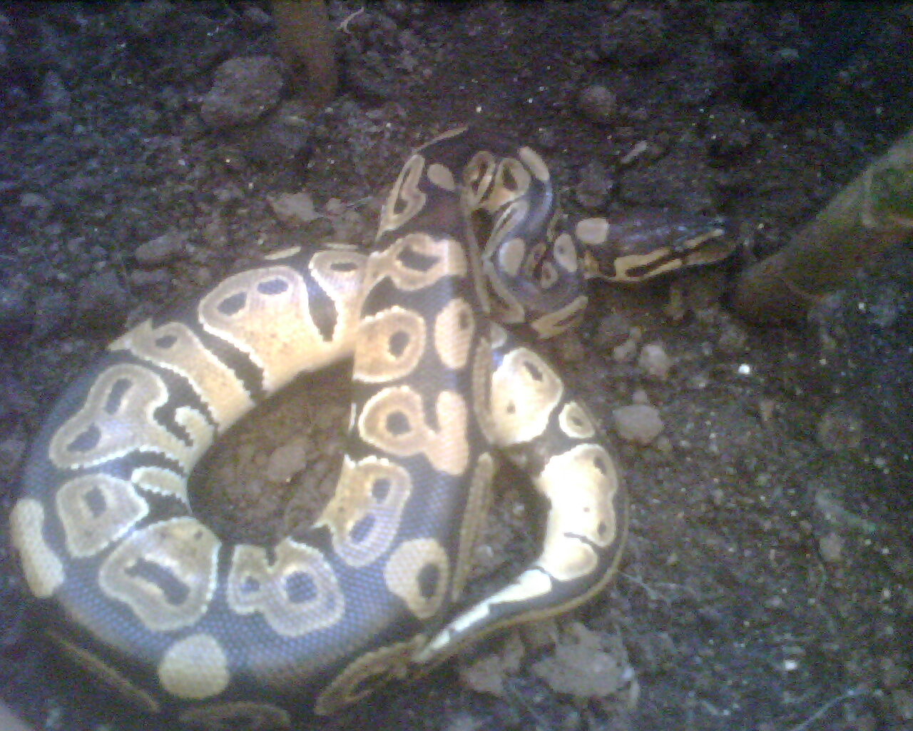 Savannah