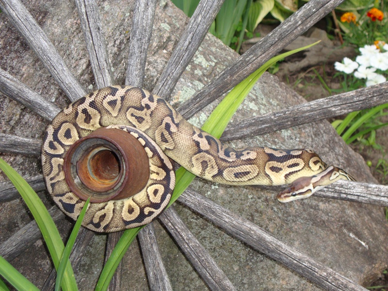 Alegria
