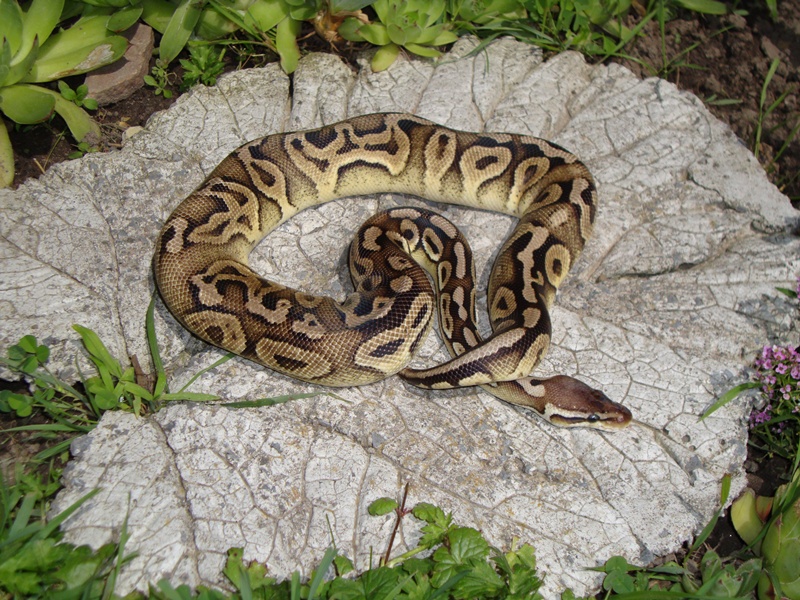 Alegria
