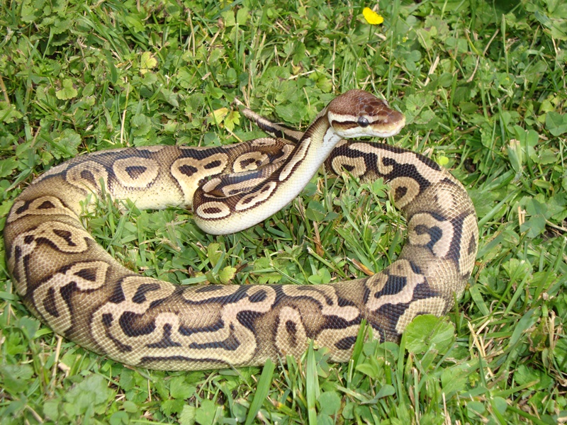 Alegria
