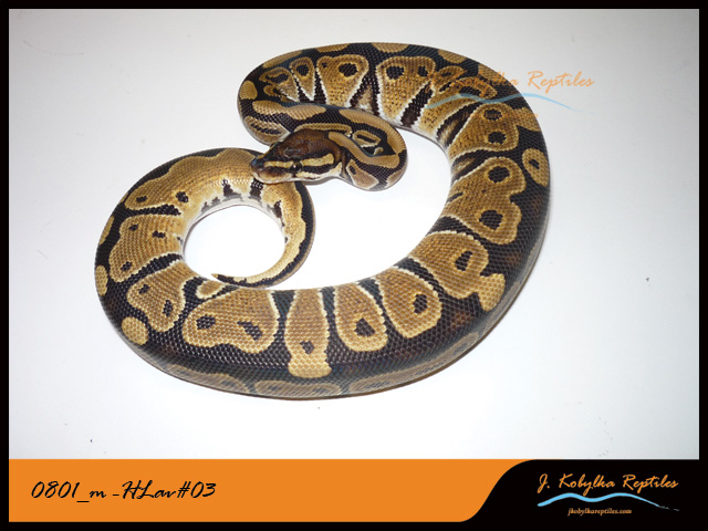 1.1 %100 Het Lavender Albino's