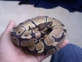My snake