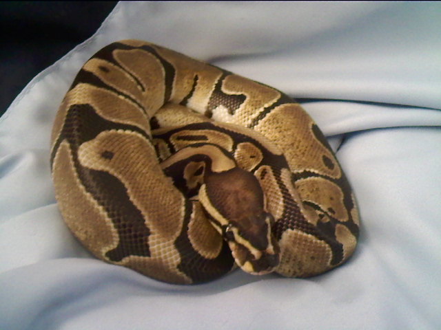 My snake 3