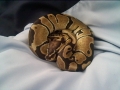 my snake 2