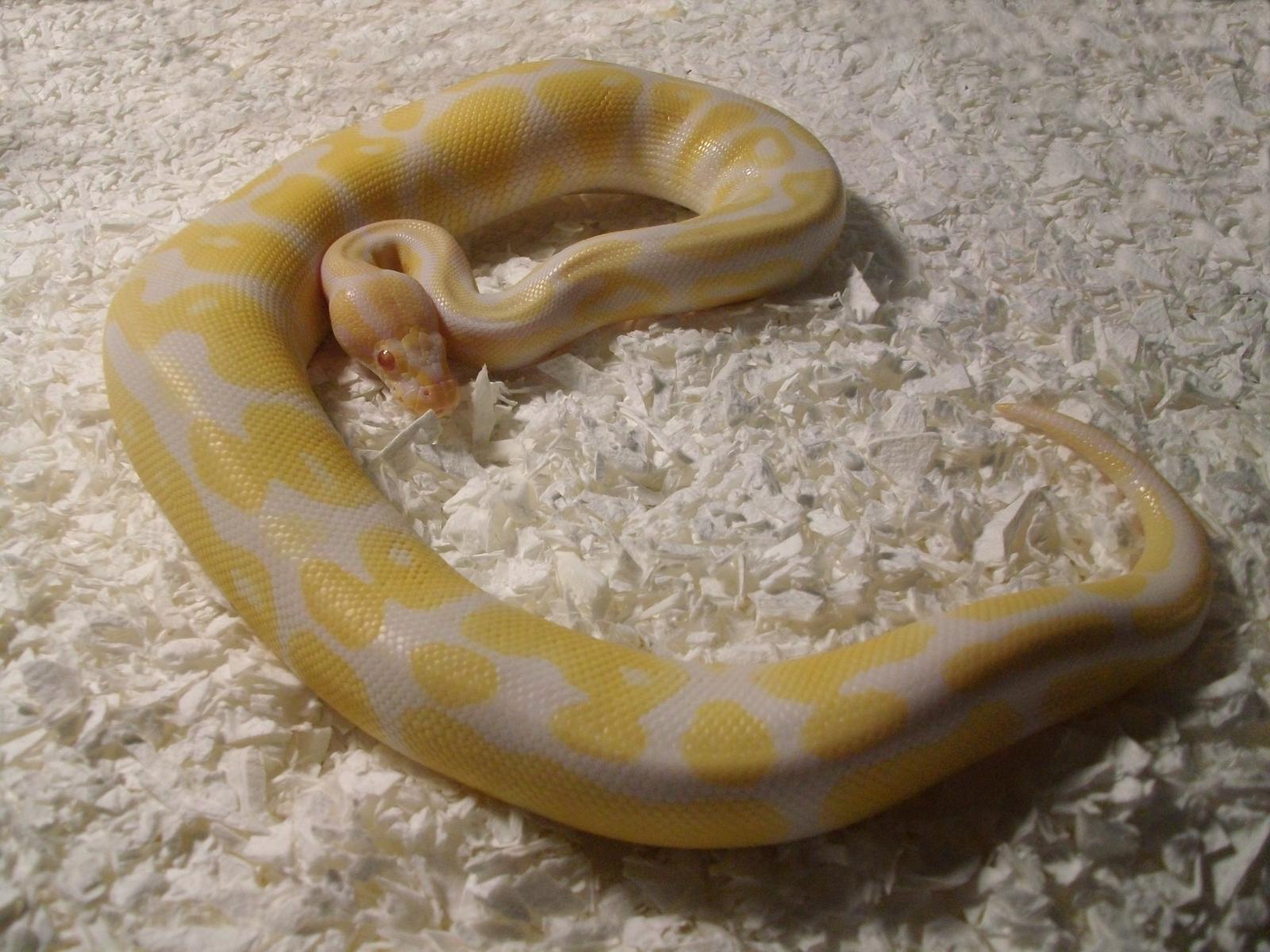 My Female Albino