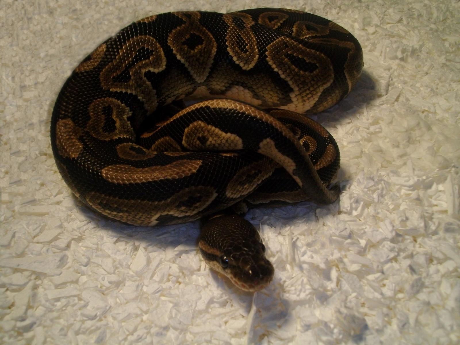 Cinni