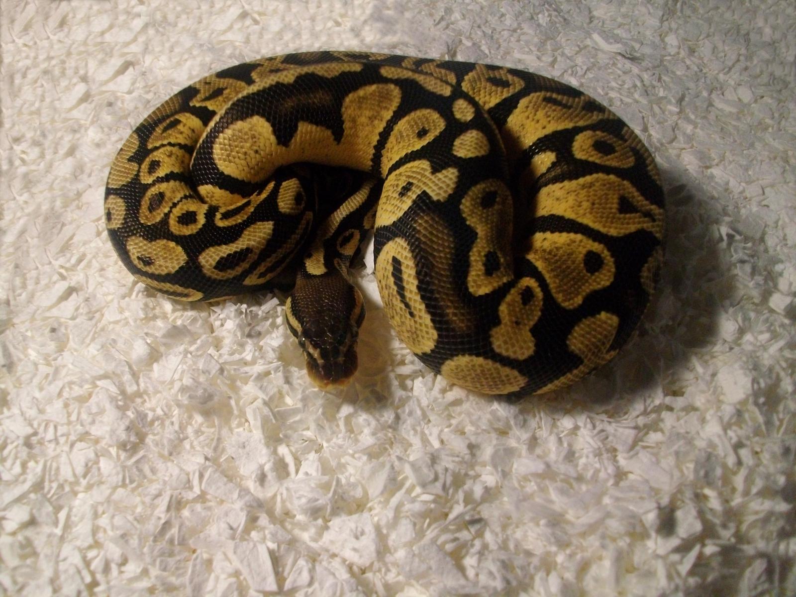 Female Pastel