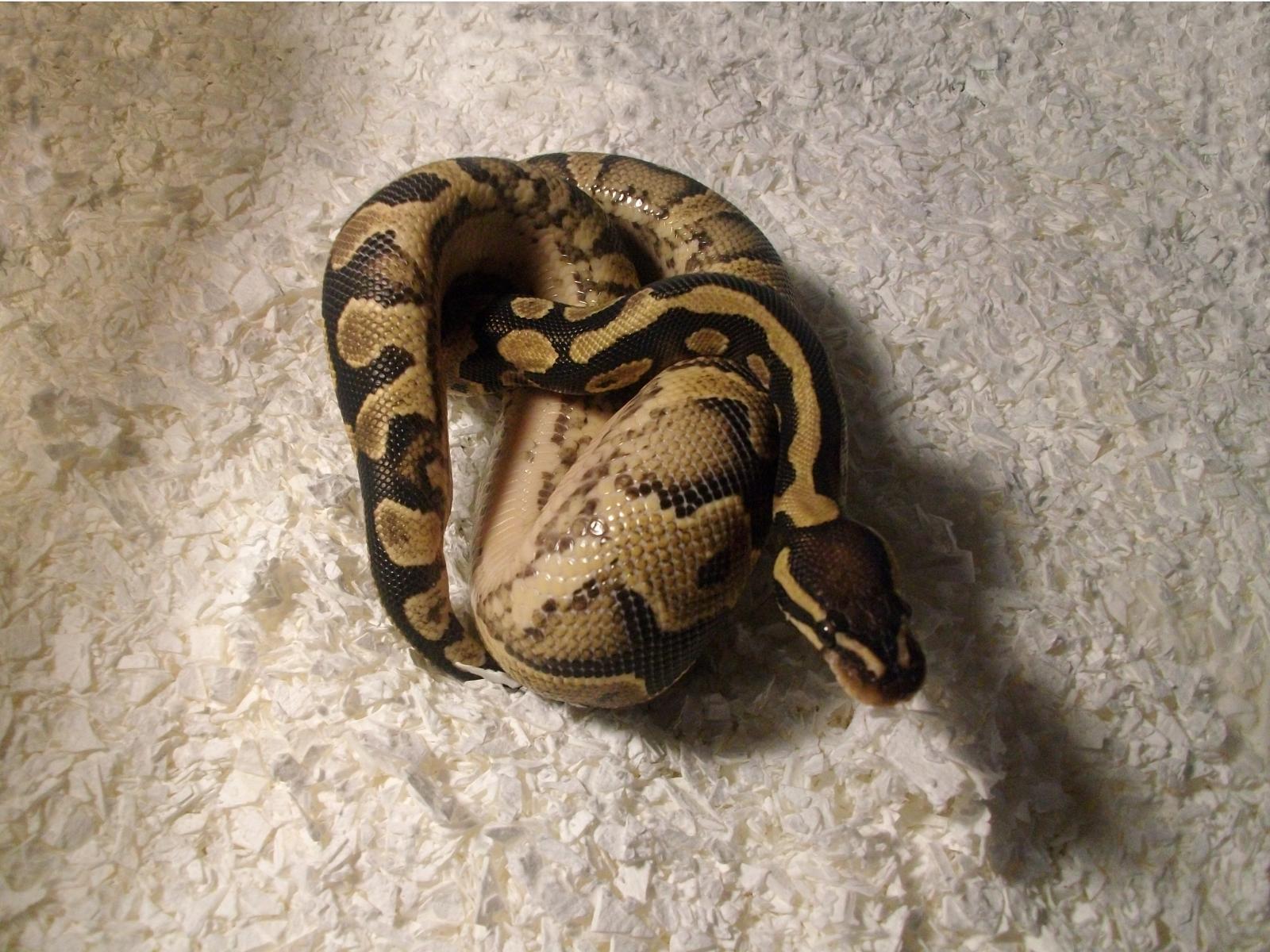 Yellowbelly