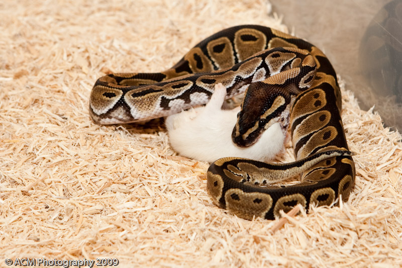 Uno's First Pics