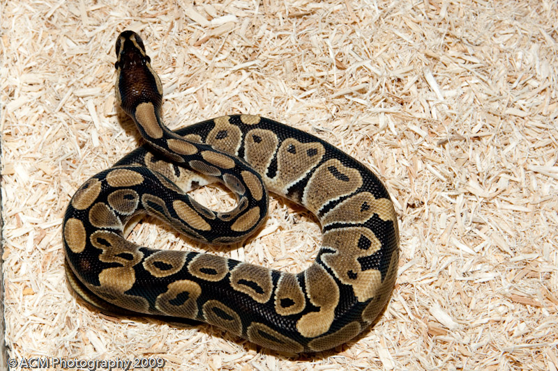 Uno's First Pics