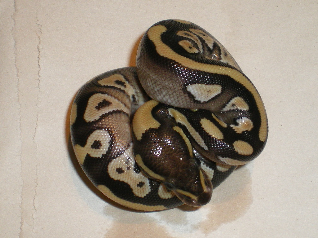 Imgp9957 1