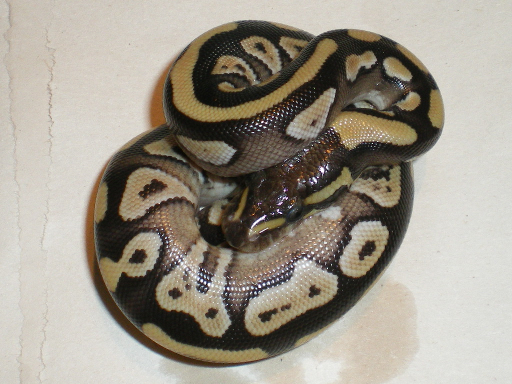 Imgp9958 1
